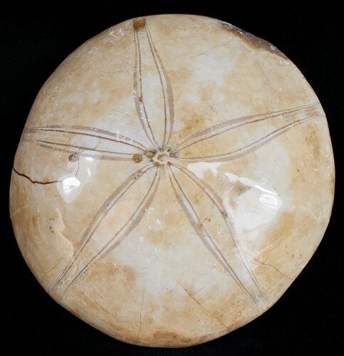 Large, Top Quality Polished Fossil Sand Dollar #11845